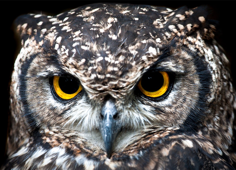 Animaux nocturnes