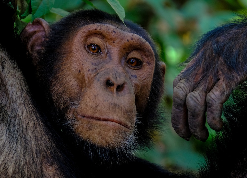 Chimpanzés