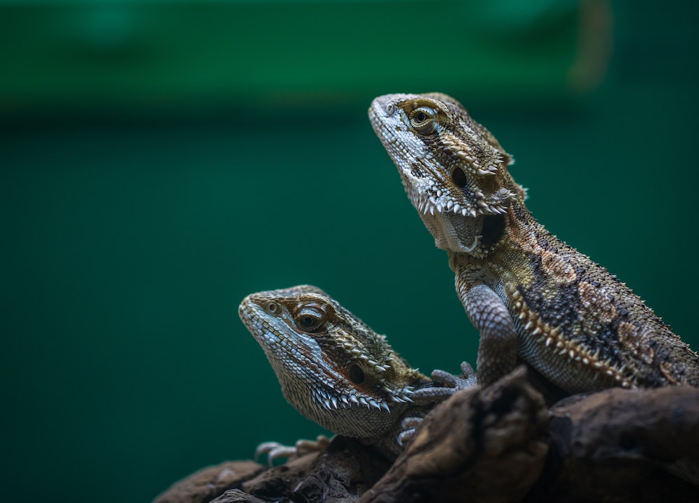 Reptiles