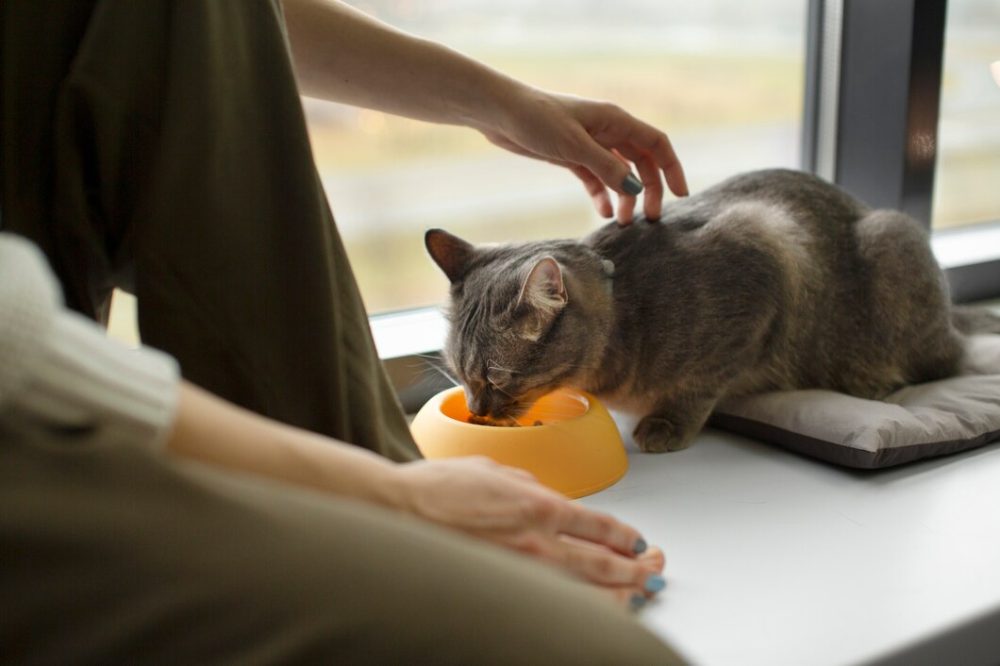 alimentación para gatos