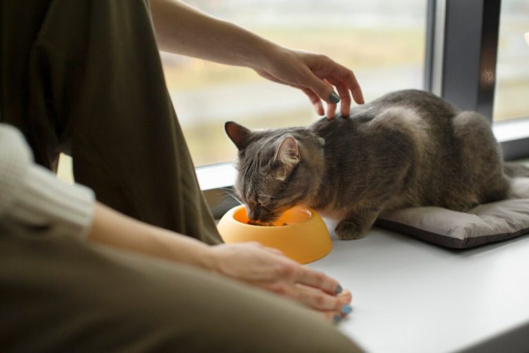nourriture pour chats
