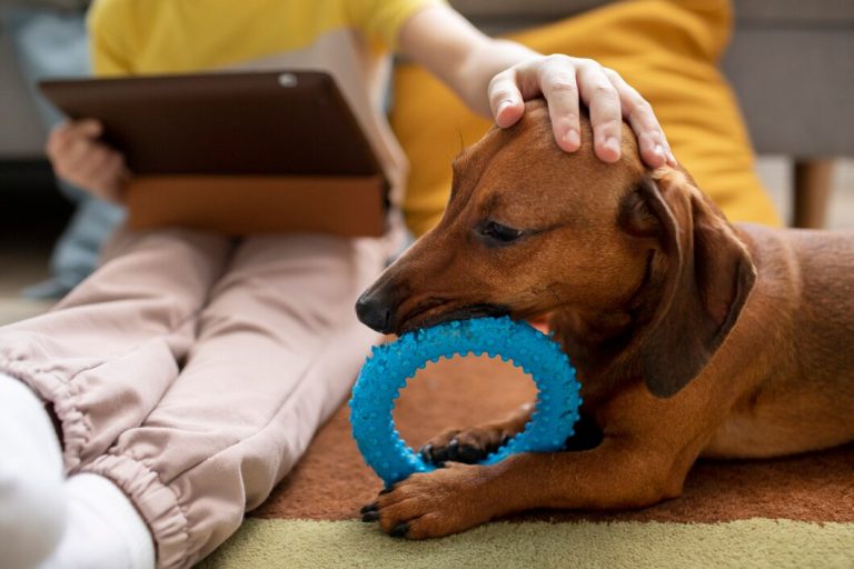 JOUETS POUR ANIMAUX DE COMPAGNIE