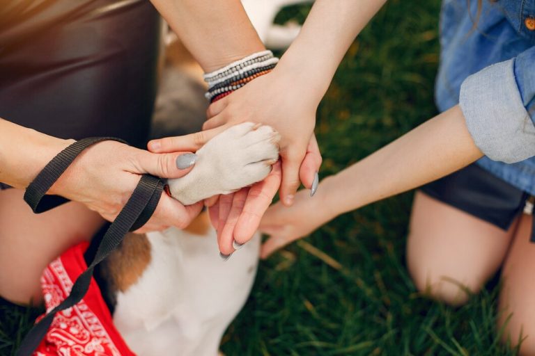soins aux animaux
