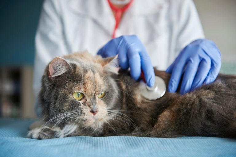 les maladies des animaux de compagnie