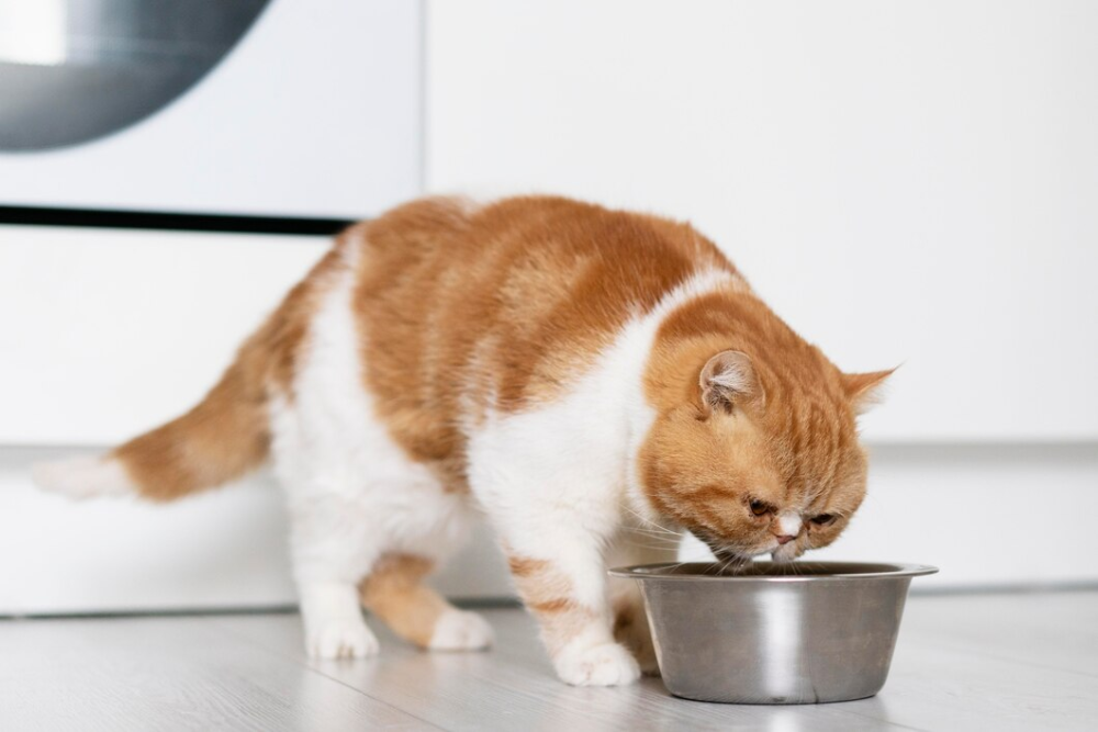 nourriture pour chats