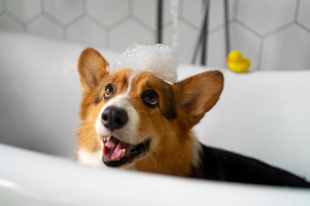 bañar a tu mascota