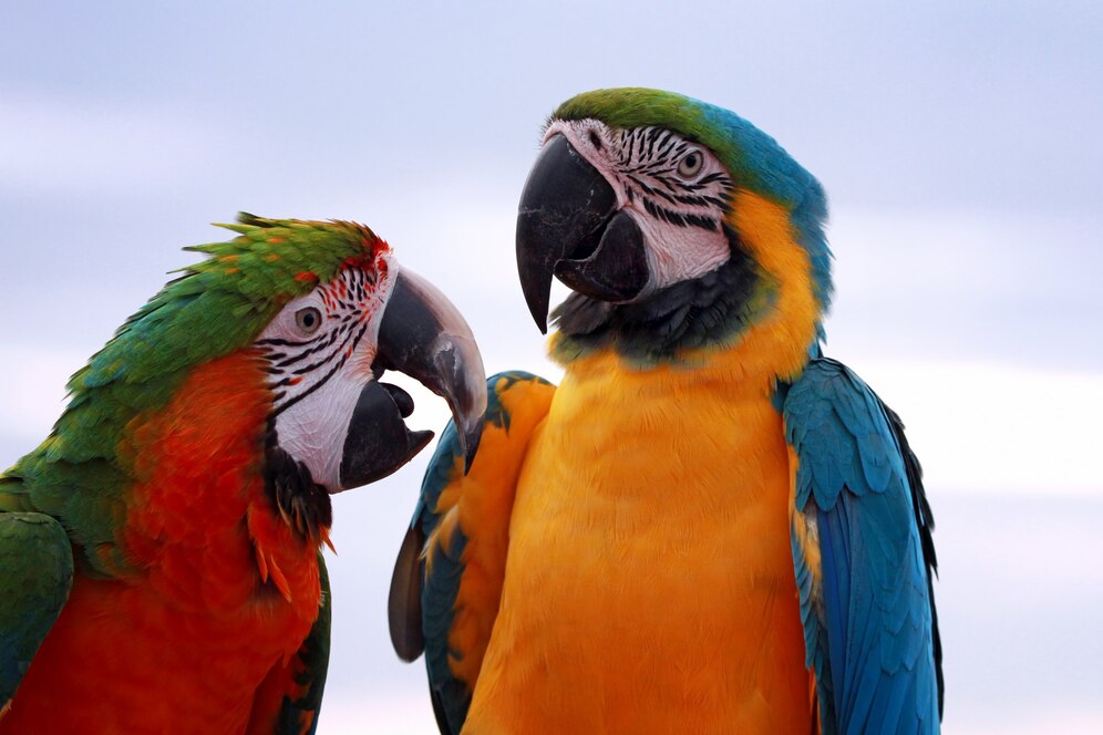 animaux exotiques