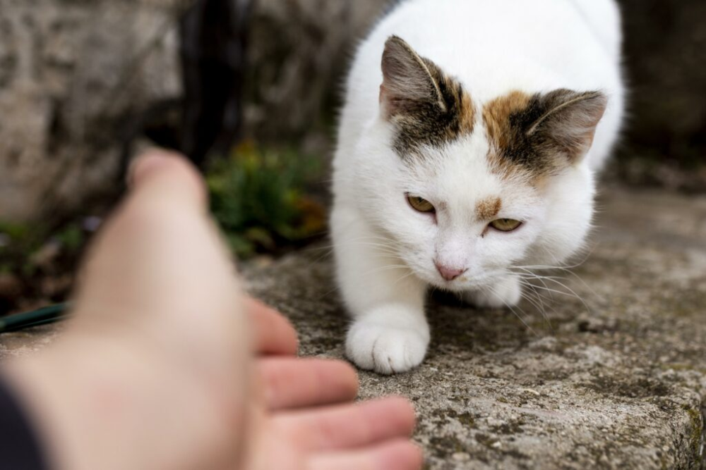 mascota perdida