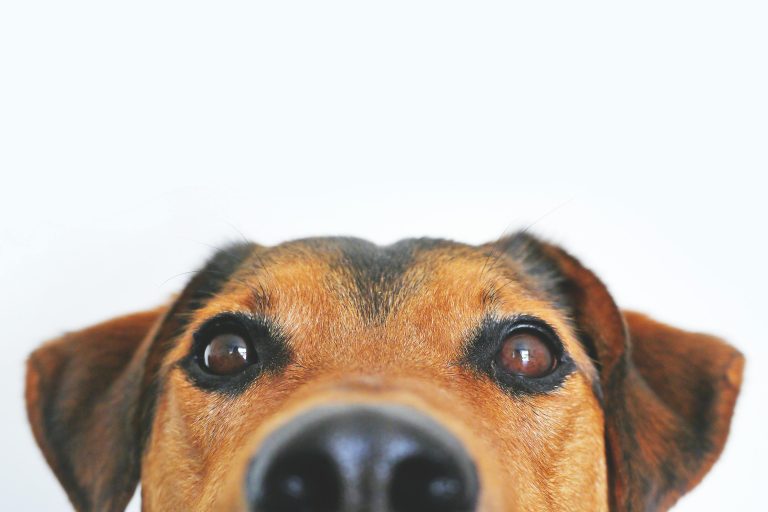 nariz de tu perro