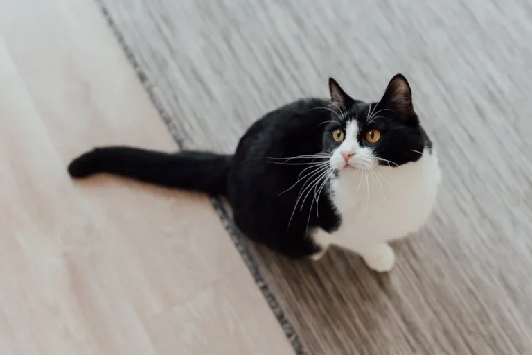 misterio felino