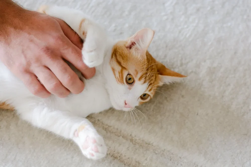 acariciar a tu gato