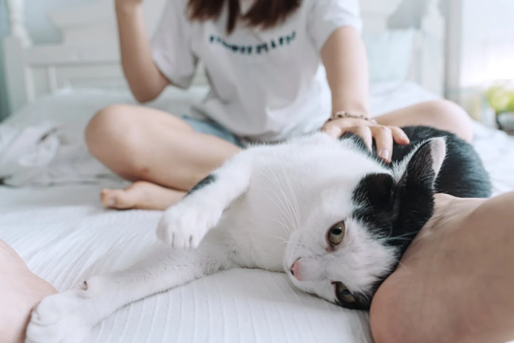 adopter des animaux de compagnie