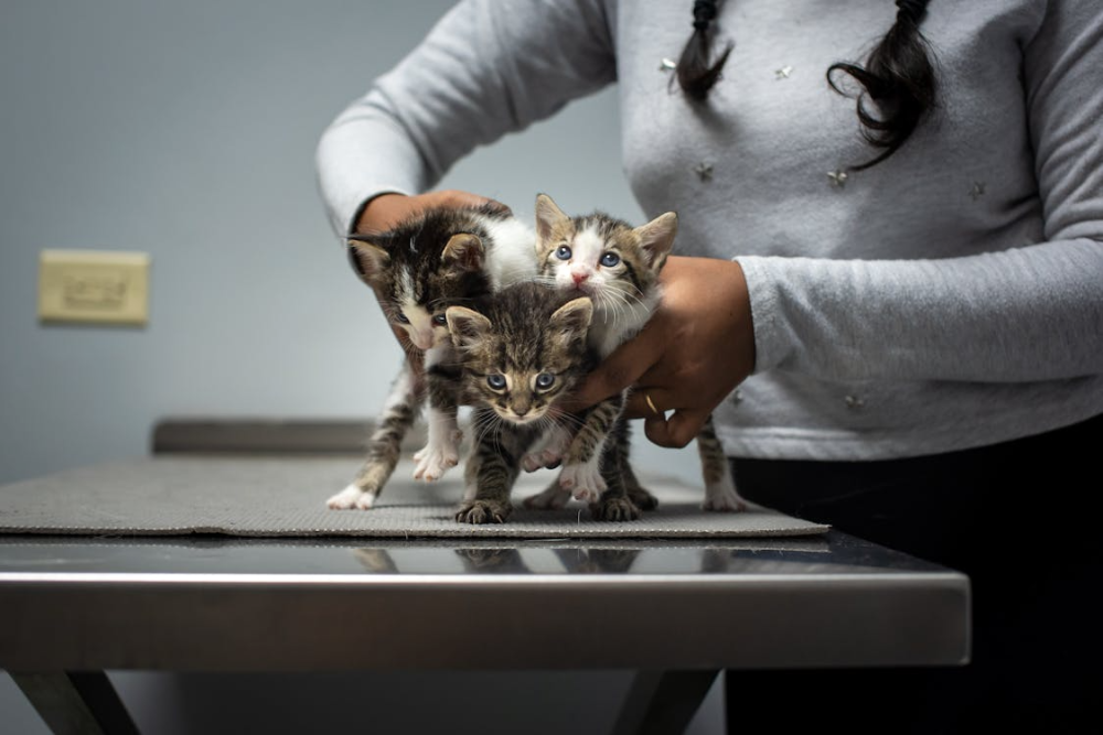 vacunas para gatos
