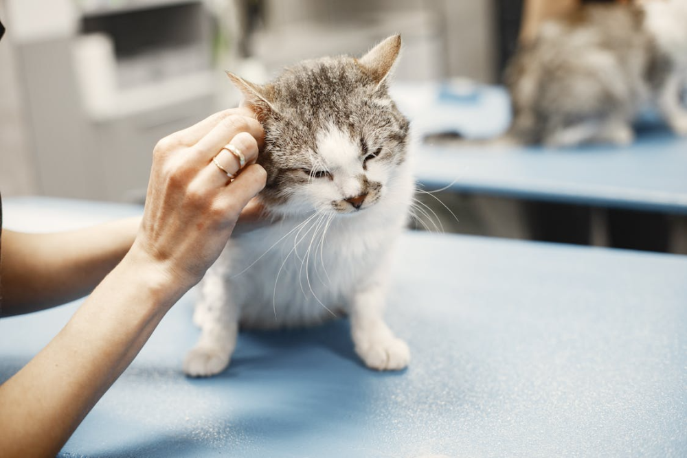 assurance pour animaux de compagnie