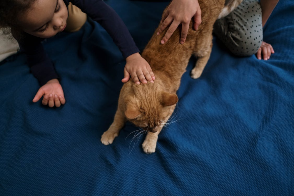 chats pétrissant