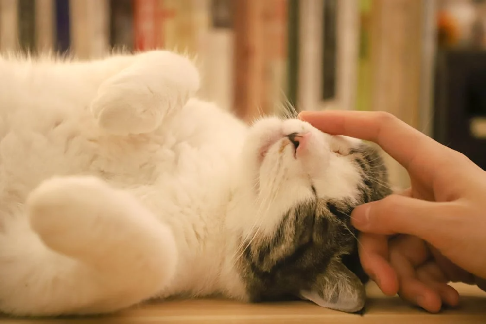 premier chat