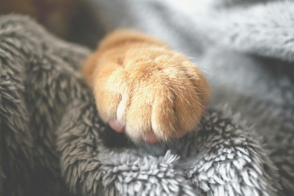 gatos amasando