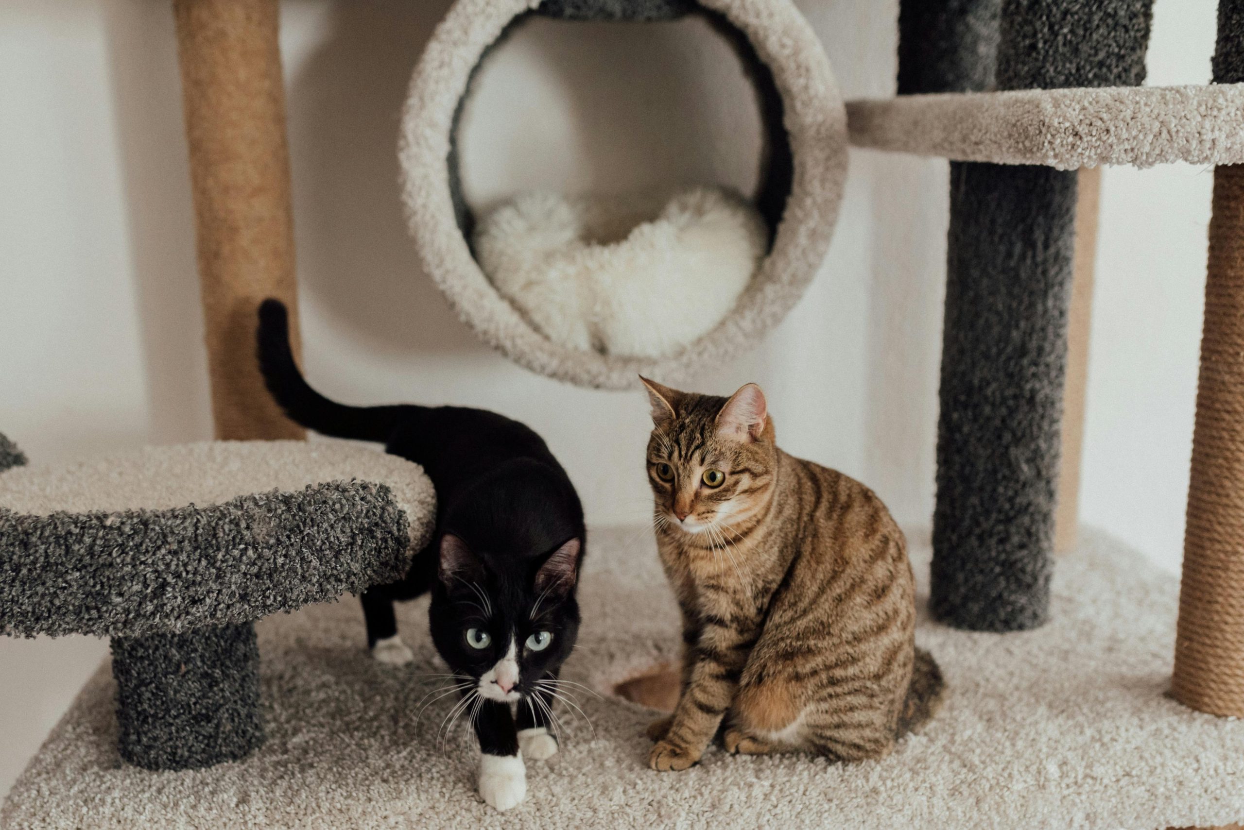 Comment introduire un nouveau chat dans votre maison si vous en avez