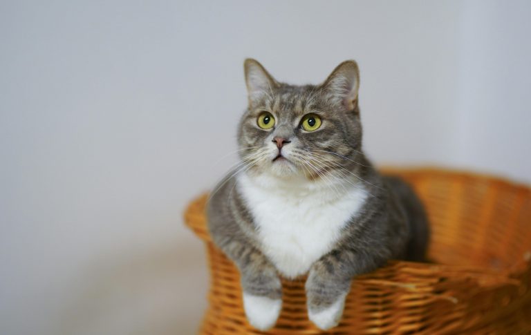 premier chat