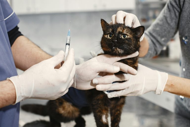 vaccins pour chats