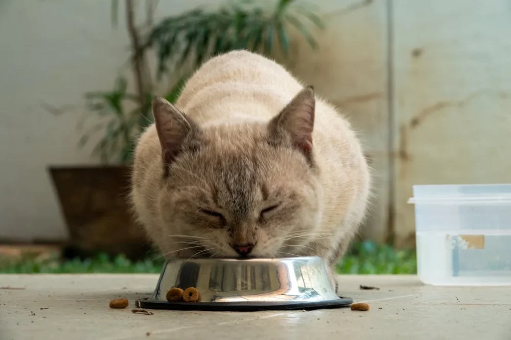 comida para perros y gatos