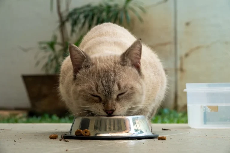 comida para perros y gatos