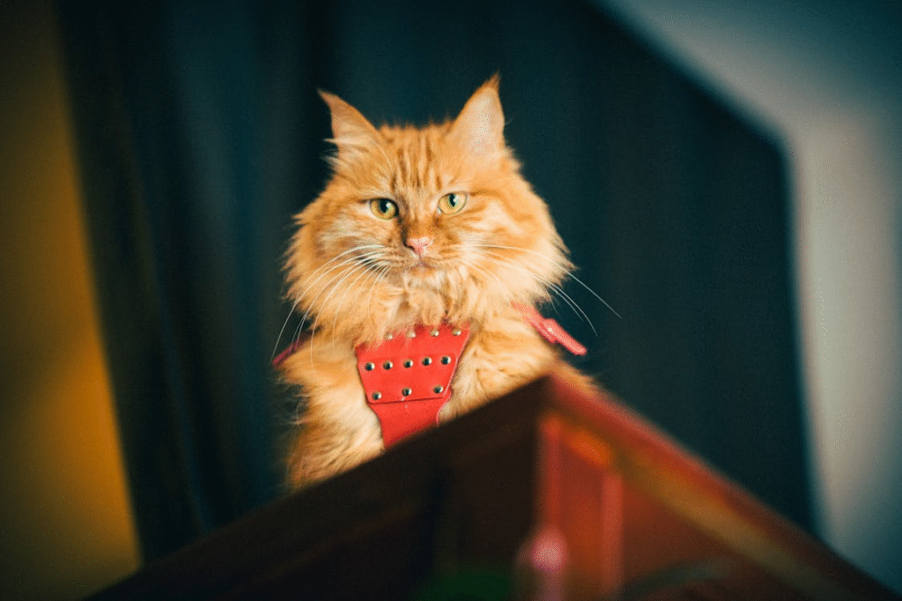 chat actif