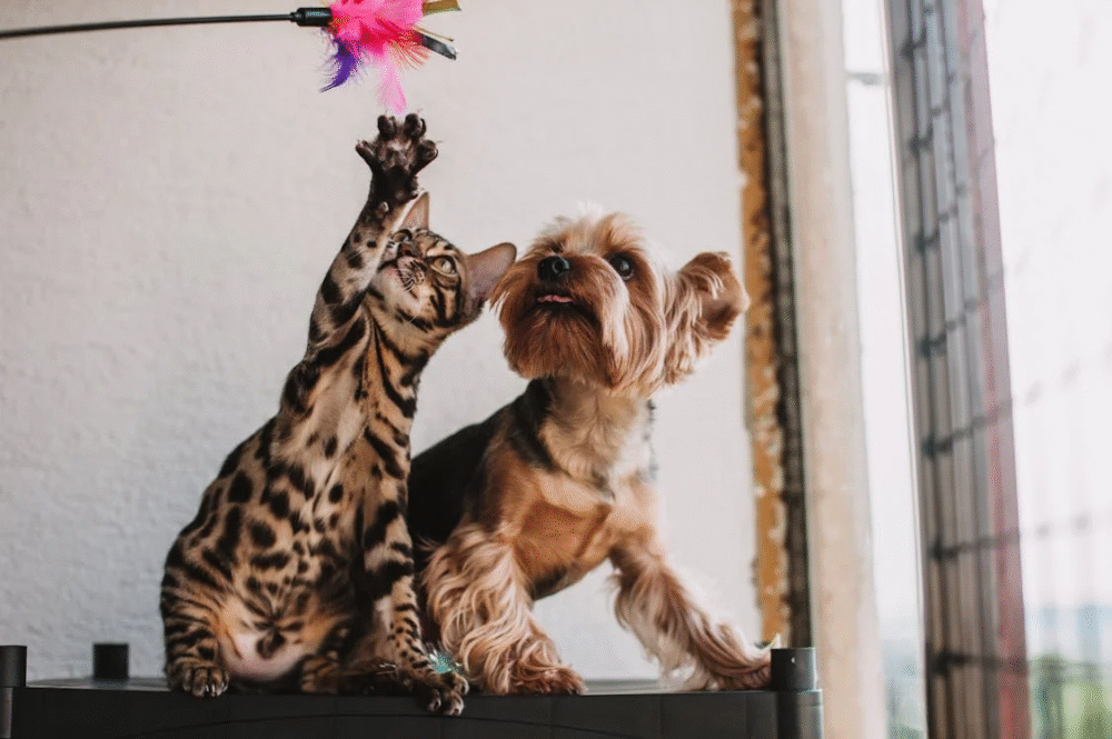 razas de gatos