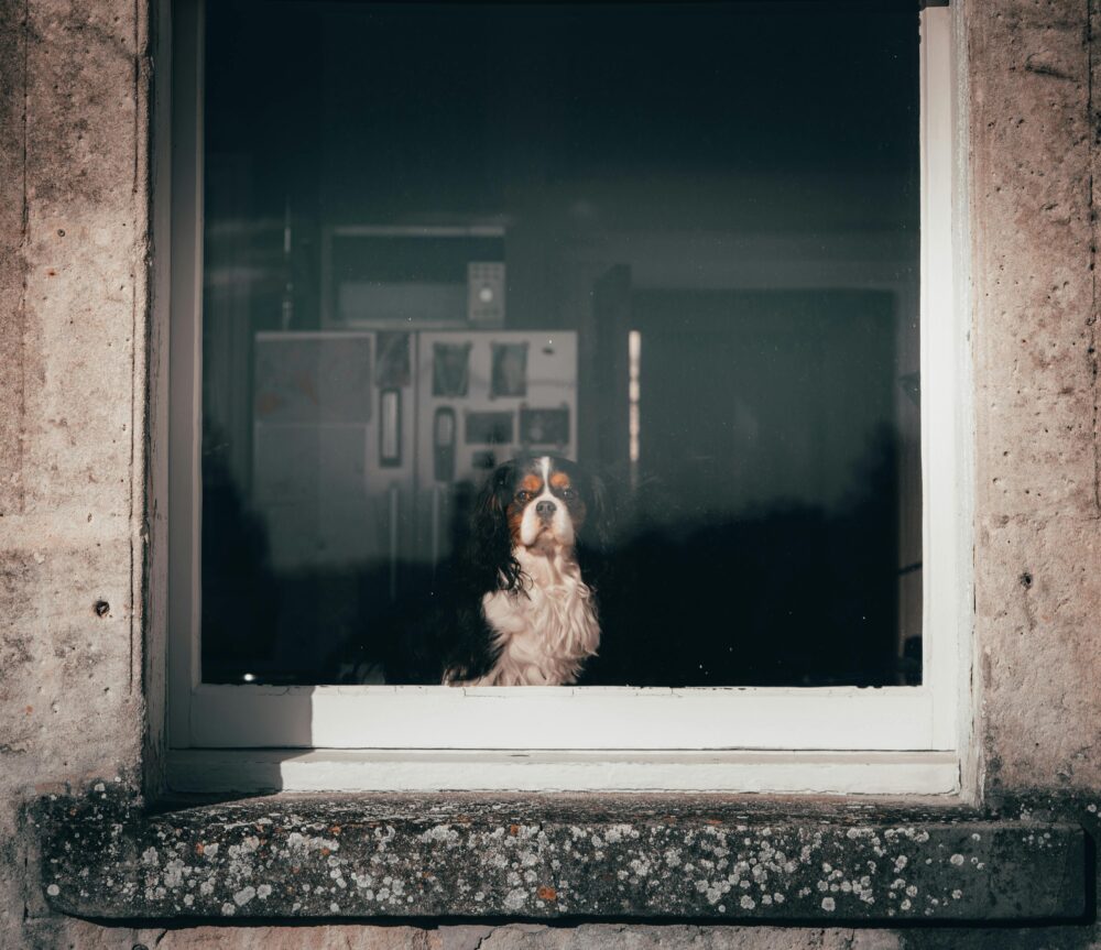 tu perro se siente solo