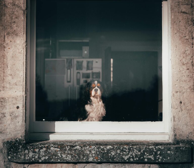 votre chien se sent seul