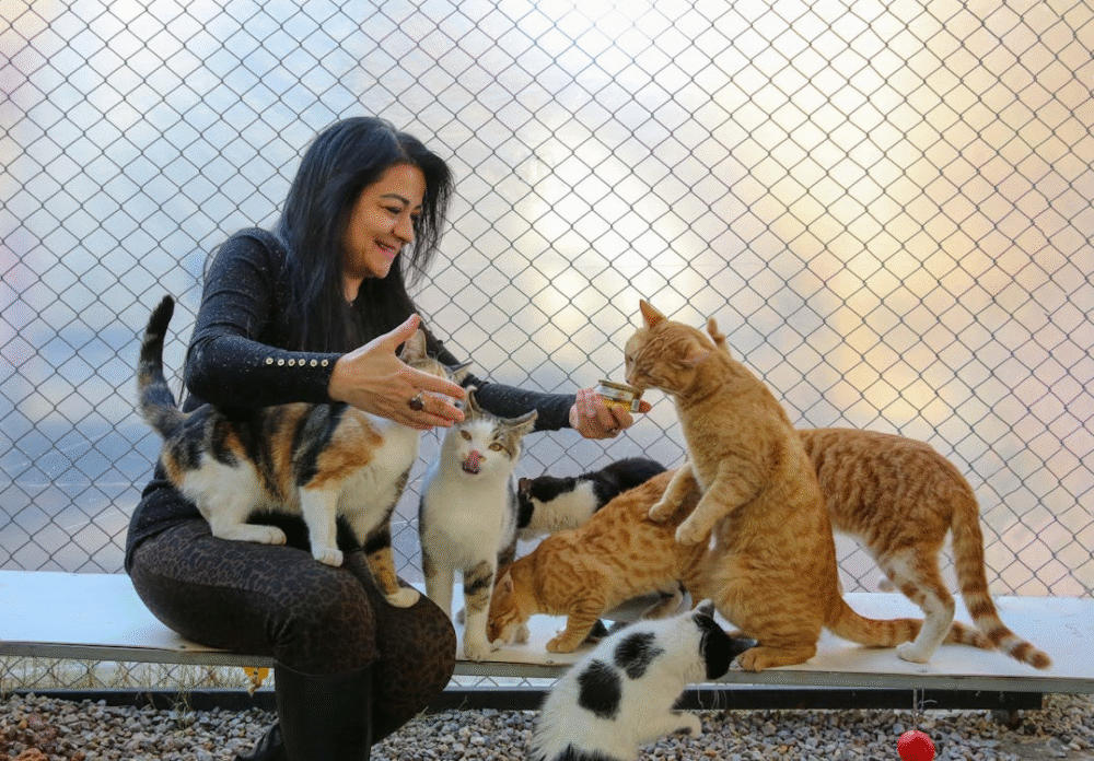 adoptar una mascota adulta