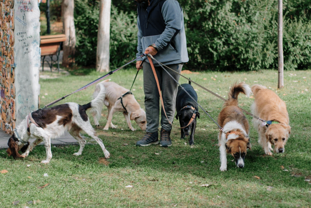 promeneur de chien