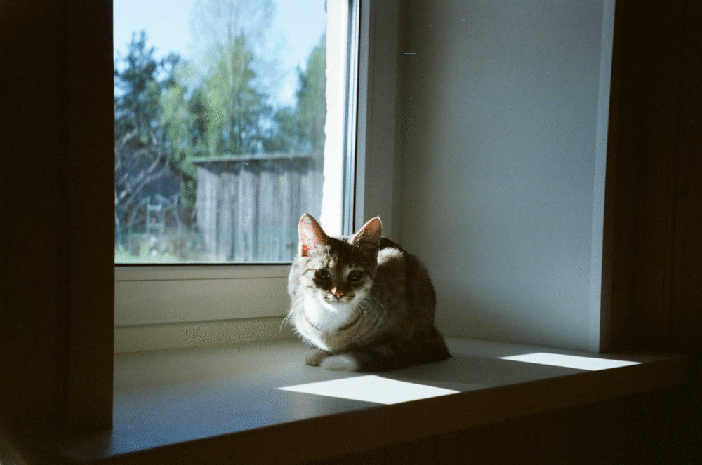 empêcher votre chat de s'échapper