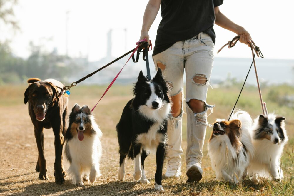 paseador de perros