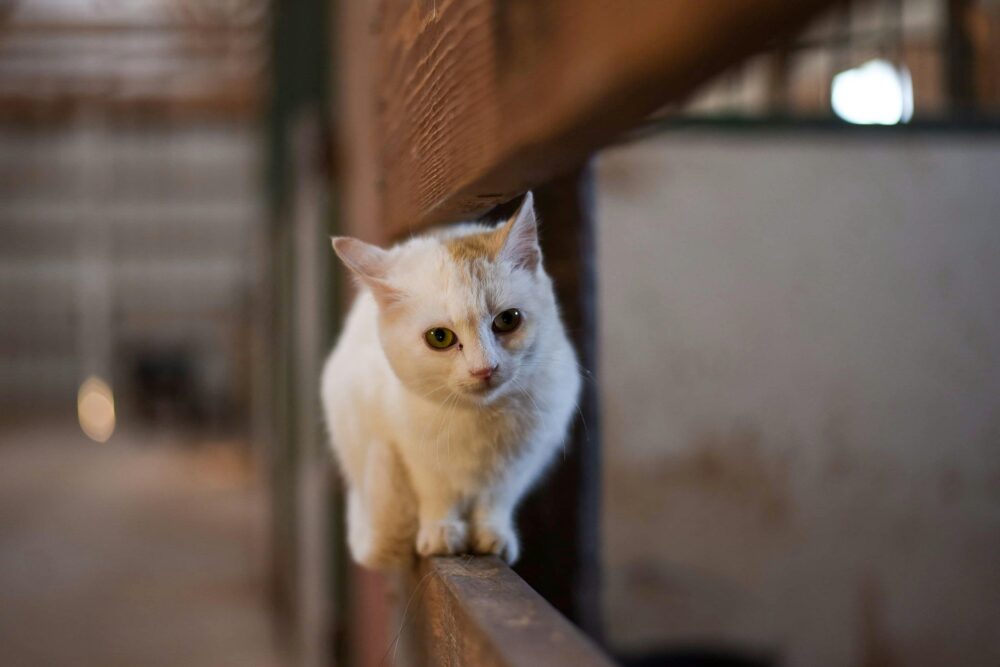 evitar que tu gato se escape
