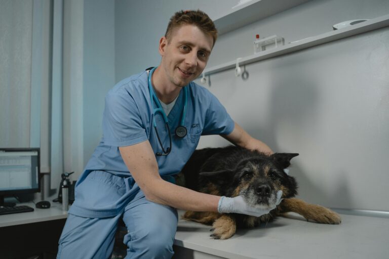 elegir el mejor veterinario