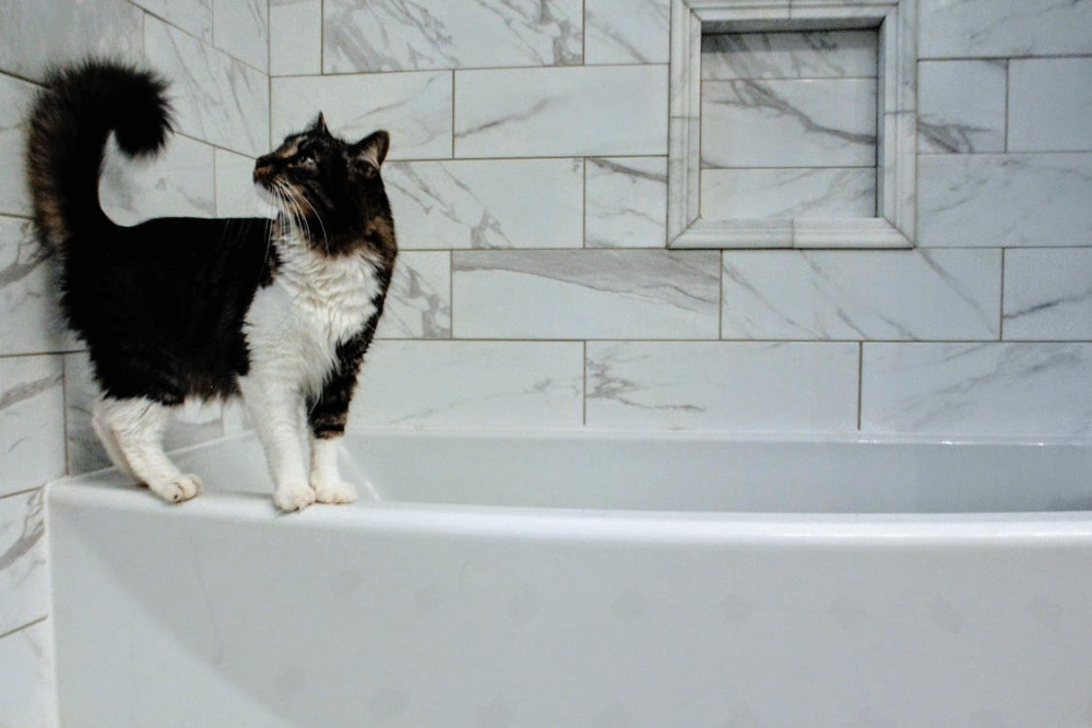 tu gato te sigue al baño