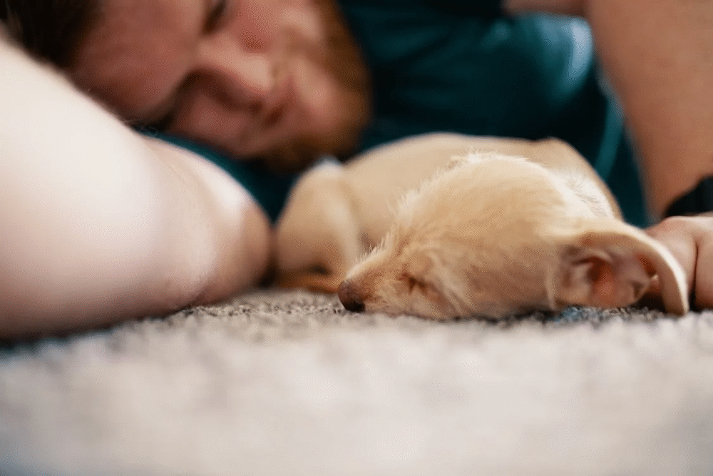 dormir con tu mascota