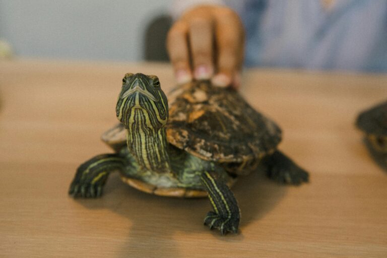 cuidados básicos para tortugas