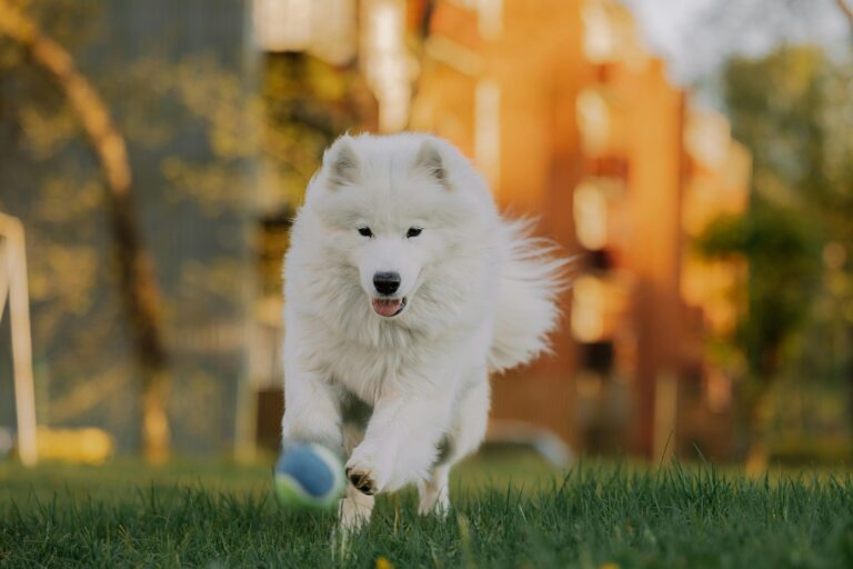 actividad física para perros