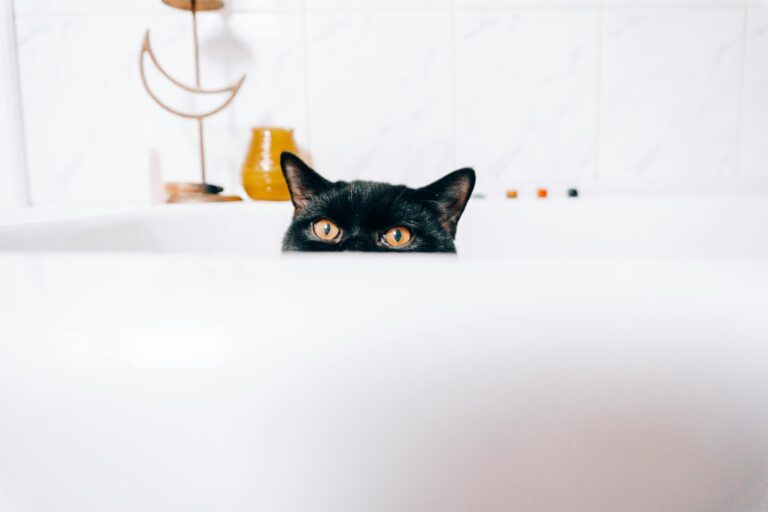 tu gato te sigue al baño