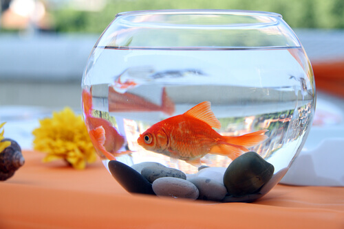 peces