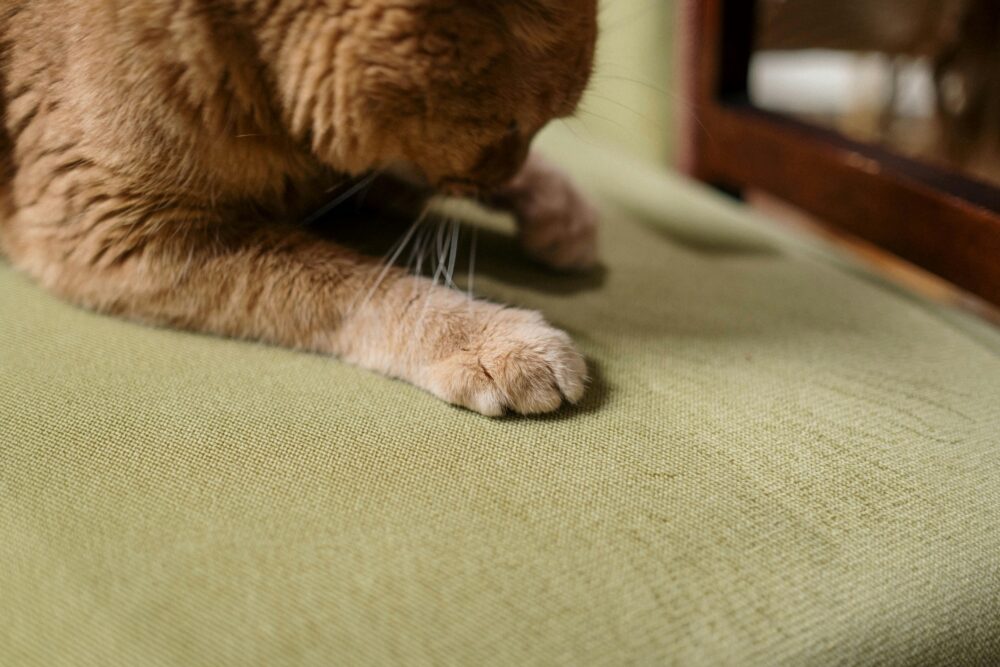 muebles y gatos