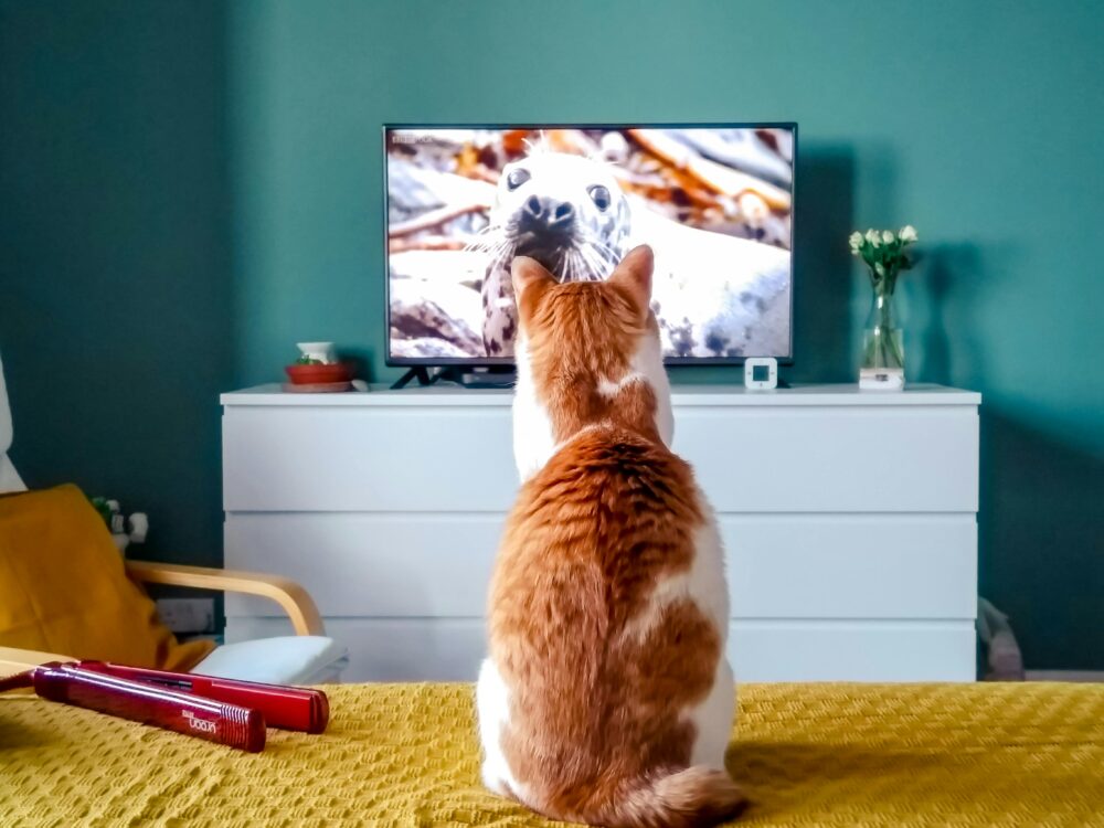 dejar la televisión encendida