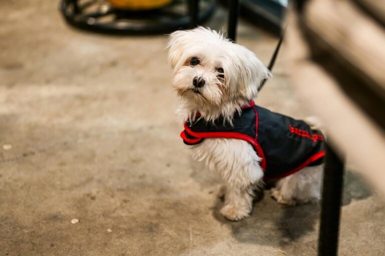 ropa para mascotas