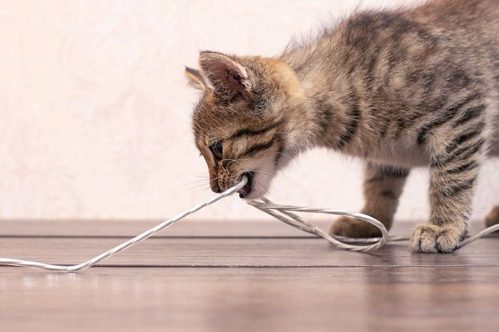 tu gato muerde cables