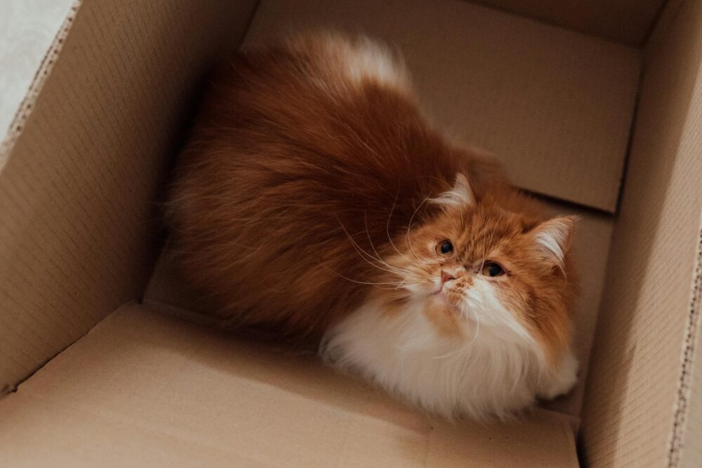 gatos y cajas