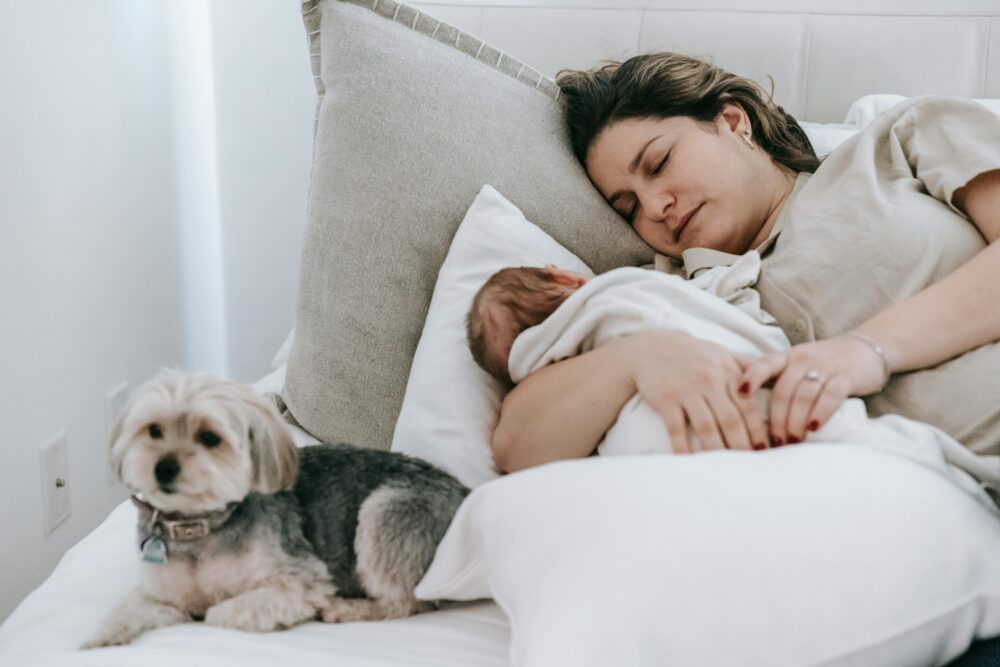 perros y bebés