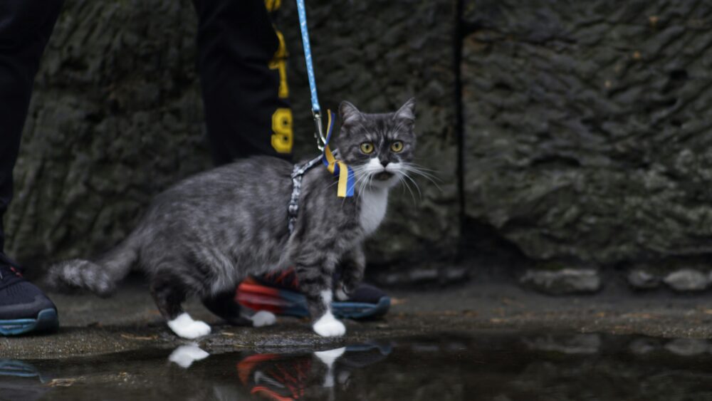 pasear gatos