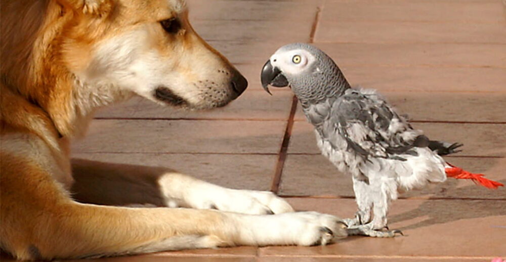 perros y aves